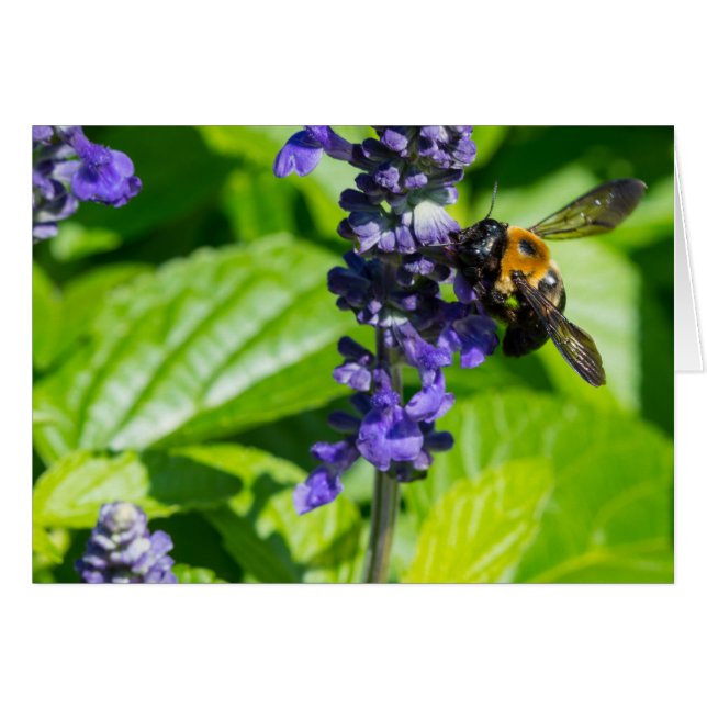 Bumblebee On Salvia (Front Horizontal)