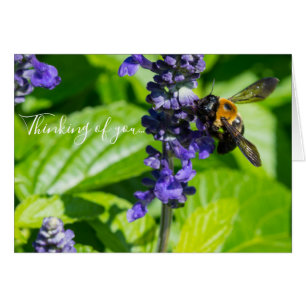 Bumblebee On Salvia Thinking Of You Card