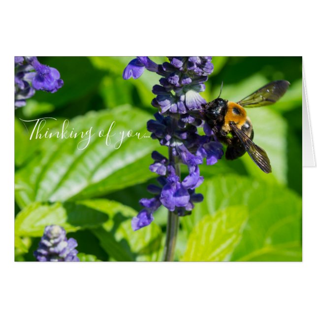 Bumblebee On Salvia Thinking Of You Card (Front Horizontal)