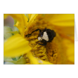 Bumblebee on sunflower - Card