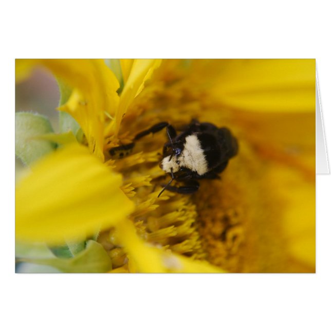 Bumblebee on sunflower - Card (Front Horizontal)