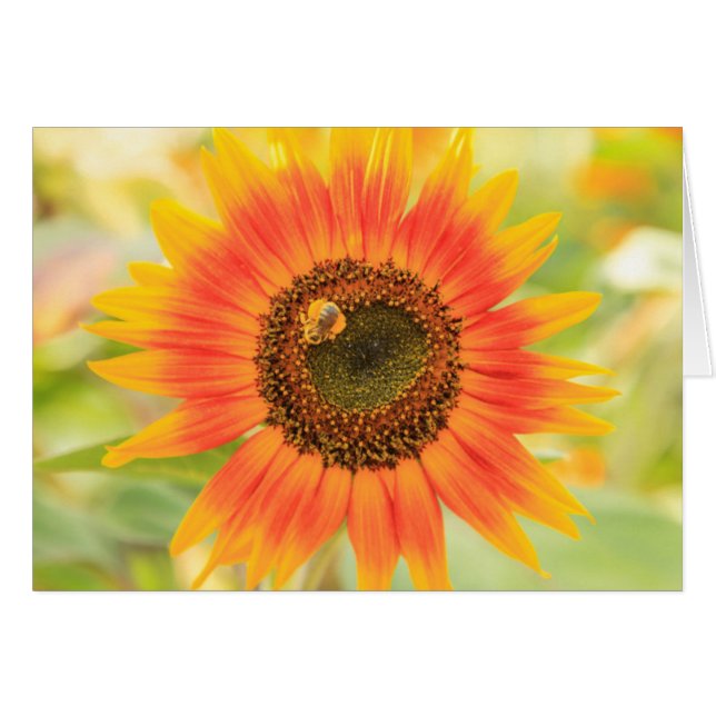 Bumblebee on sunflower, Community Garden (Front Horizontal)