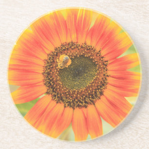 Bumblebee on sunflower, Community Garden Coaster