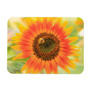 Bumblebee on sunflower, Community Garden Magnet