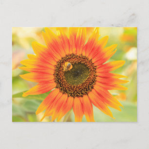 Bumblebee on sunflower, Community Garden Postcard