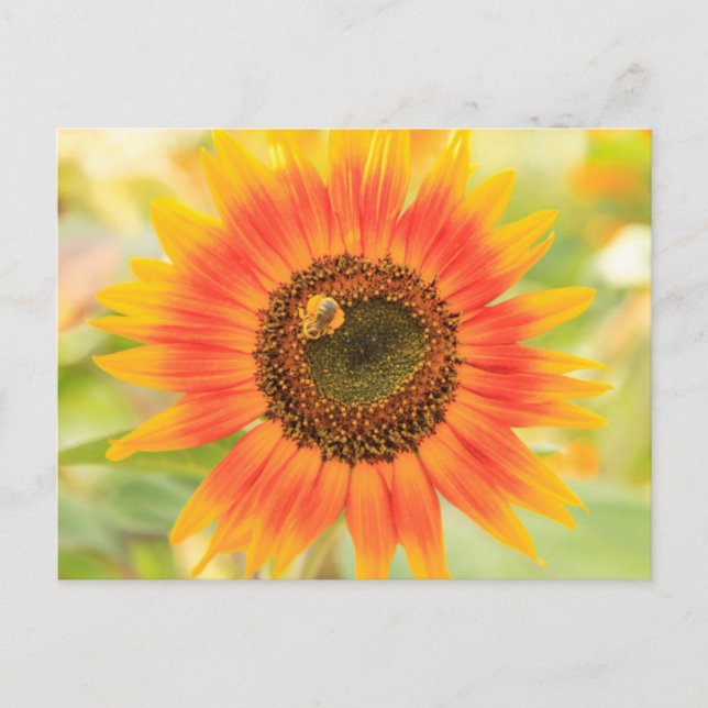 Bumblebee on sunflower, Community Garden Postcard (Front)