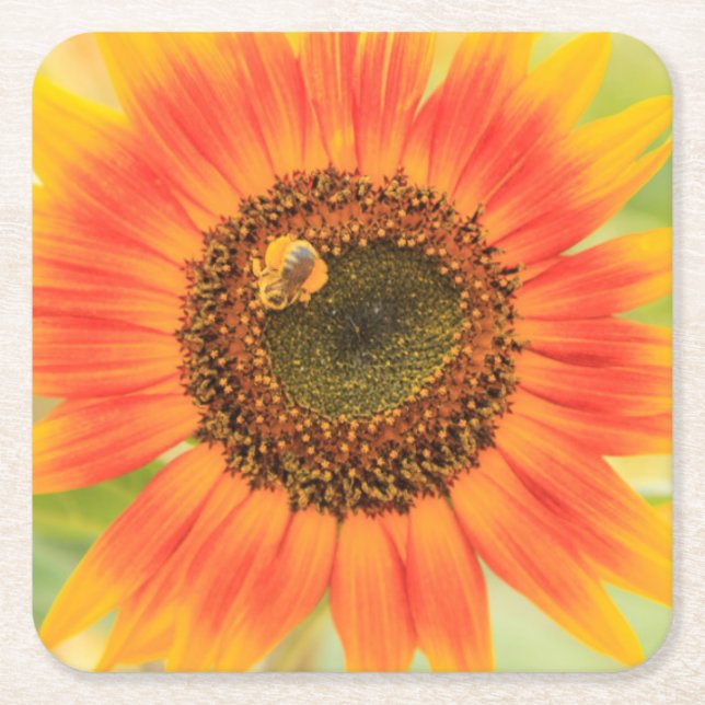 Bumblebee on sunflower, Community Garden Square Paper Coaster (Front)