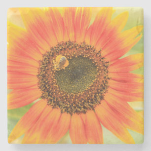 Bumblebee on sunflower, Community Garden Stone Coaster
