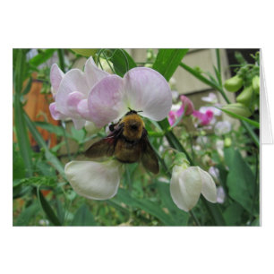 Bumblebee on Sweet Pea