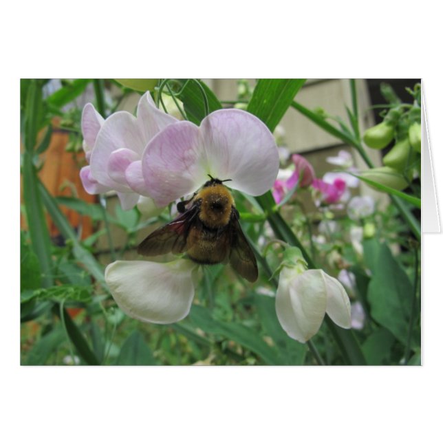 Bumblebee on Sweet Pea (Front Horizontal)