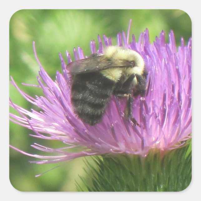 Bumblebee On Thistle Sticker (Front)