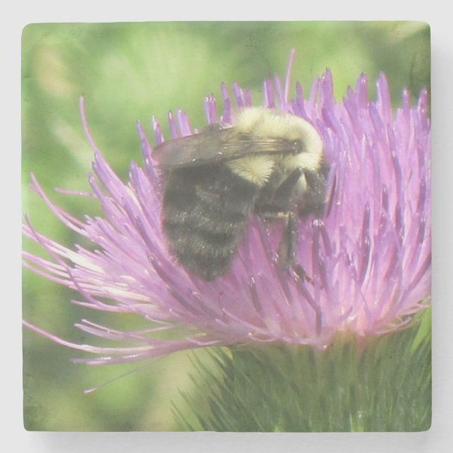 Bumblebee On Thistle Stone Coaster (Front)
