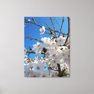 Bumblebee on wild cherry bloom canvas print