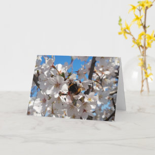 Bumblebee on wild cherry bloom card