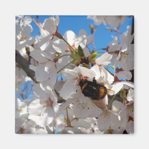 Bumblebee on wild cherry bloom magnet