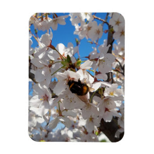 Bumblebee on wild cherry bloom magnet