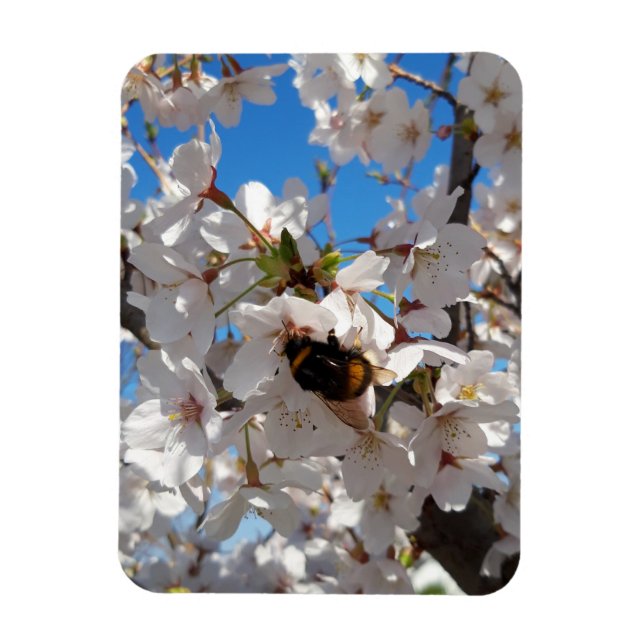 Bumblebee on wild cherry bloom magnet (Vertical)
