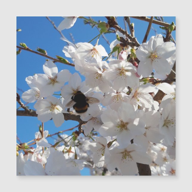 Bumblebee on wild cherry bloom , magnetic card (Front)