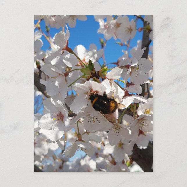 Bumblebee on wild cherry bloom postcard (Front)