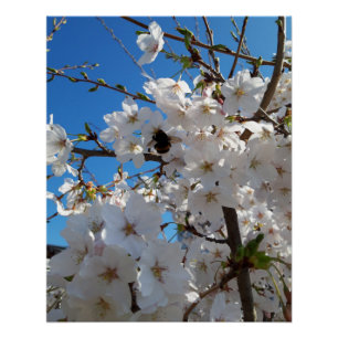 Bumblebee on wild cherry bloom poster