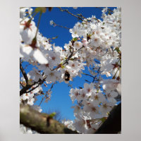 Bumblebee on wild cherry bloom