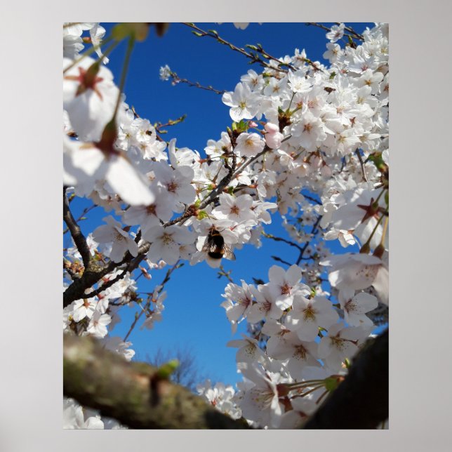 Bumblebee on wild cherry bloom poster (Front)