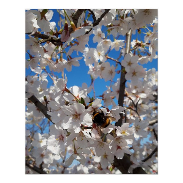 Bumblebee on wild cherry bloom poster (Front)