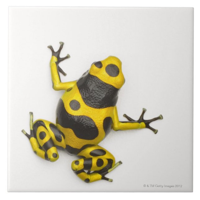 Bumblebee Poison Dart Frog Ceramic Tile (Front)