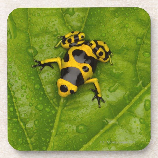 Bumblebee Poison Dart Frog Coaster (Front)