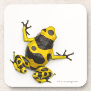 Bumblebee Poison Dart Frog Coaster