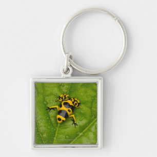 Bumblebee Poison Dart Frog Key Ring