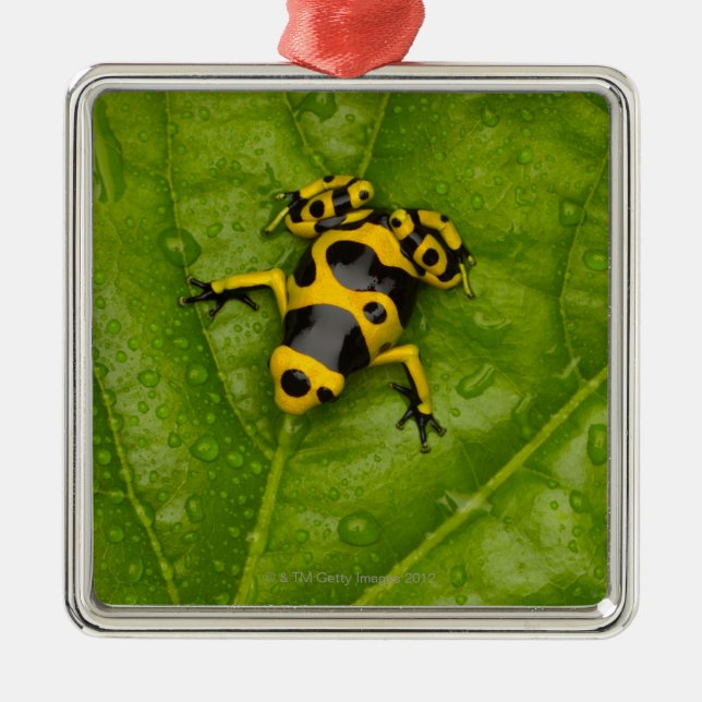 Bumblebee Poison Dart Frog Metal Tree Decoration (Front)