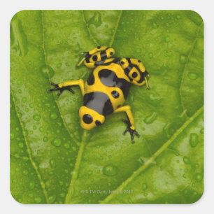 Bumblebee Poison Dart Frog Square Sticker