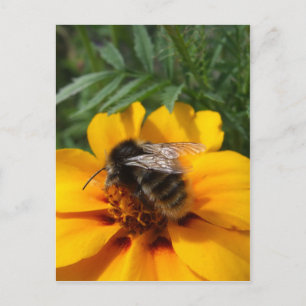 Bumblebee Postcard