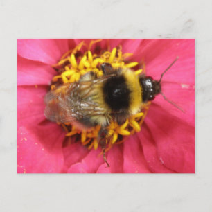 Bumblebee Postcard