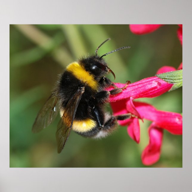 Bumblebee Poster (Front)