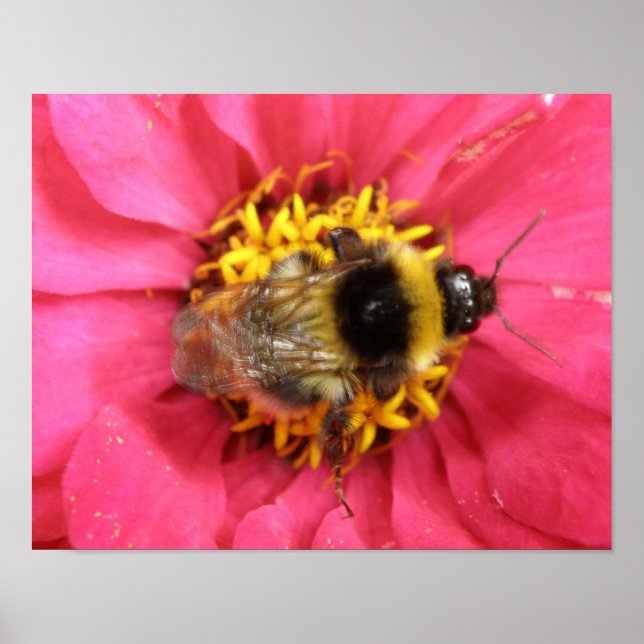 Bumblebee Print (Front)