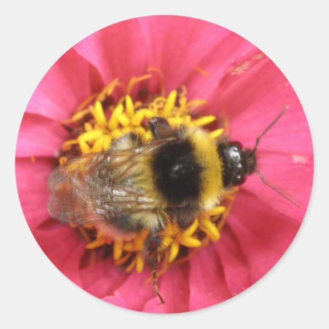 Bumblebee Sticker (Front)