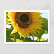 Bumblebee & Sunflower Postcard