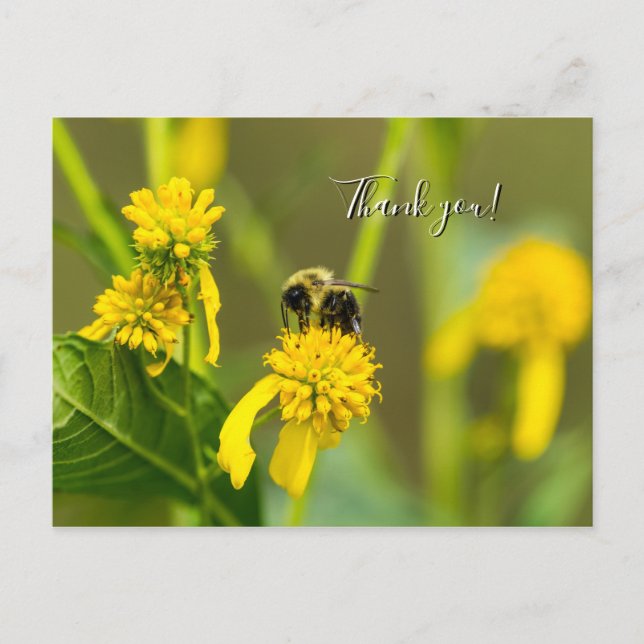 Bumblebee Thank You Postcard (Front)