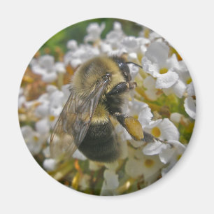 Bumblebee with Pollen Baskets Magnet