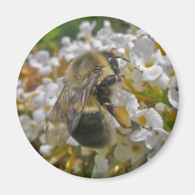 Bumblebee with Pollen Baskets Magnet (Front)
