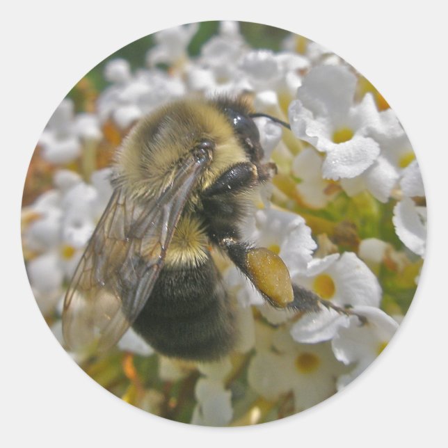 Bumblebee with Pollen Baskets Stickers (Front)