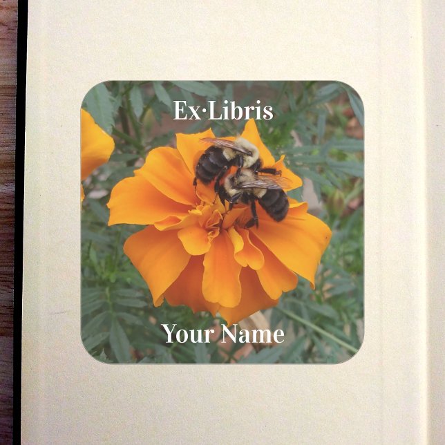 Bumblebees on Marigold Bookplate Square Sticker (Bumblebees on Marigold Bookplate in Old Book)