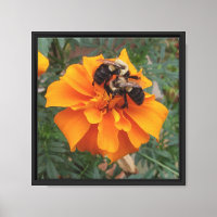 Bumblebees on Marigold Flower