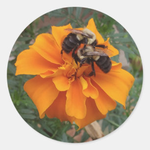 Bumblebees on Marigold Flower Classic Round Sticker
