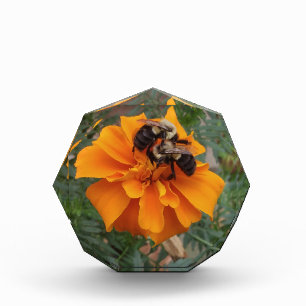 Bumblebees on Marigold Flower Photo Block