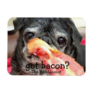 Bumblesnot Magnet: got bacon? Magnet