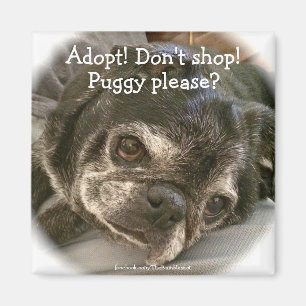 Bumblesnot magnet: Puggy Please? Magnet