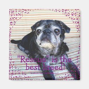 Bumblesnot magnet: "Rescue" is the best breed! Magnet